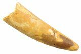 Fossil Spinosaurus Tooth - Real Dinosaur Tooth #352384-1